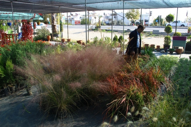 Kışın Da Bahçeyi Pencerenize, Balkona Getirebilir, Mandalina, Limon Yetiştirebilirsiniz