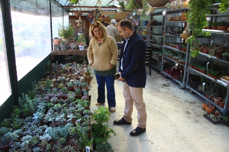 Kışın Da Bahçeyi Pencerenize, Balkona Getirebilir, Mandalina, Limon Yetiştirebilirsiniz