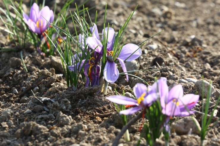 Kent Bostanları’nda Safran Yetiştiriliyor
