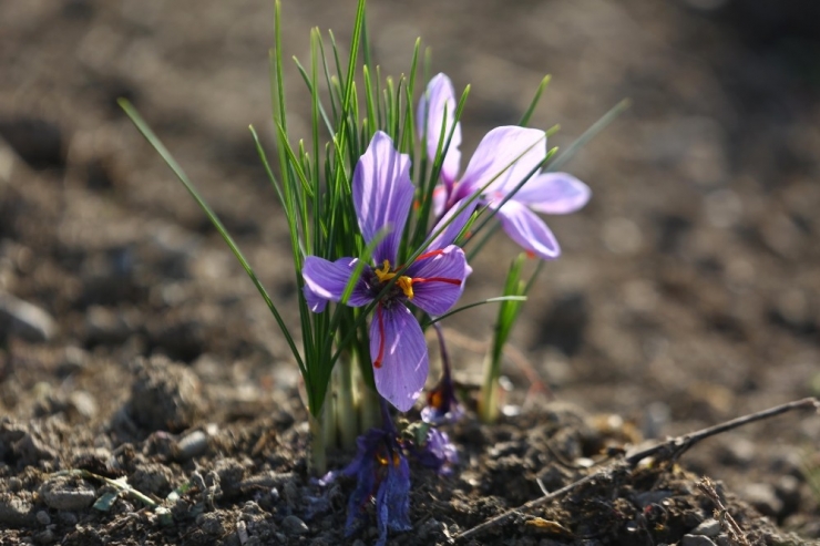 Kent Bostanları’nda Safran Yetiştiriliyor