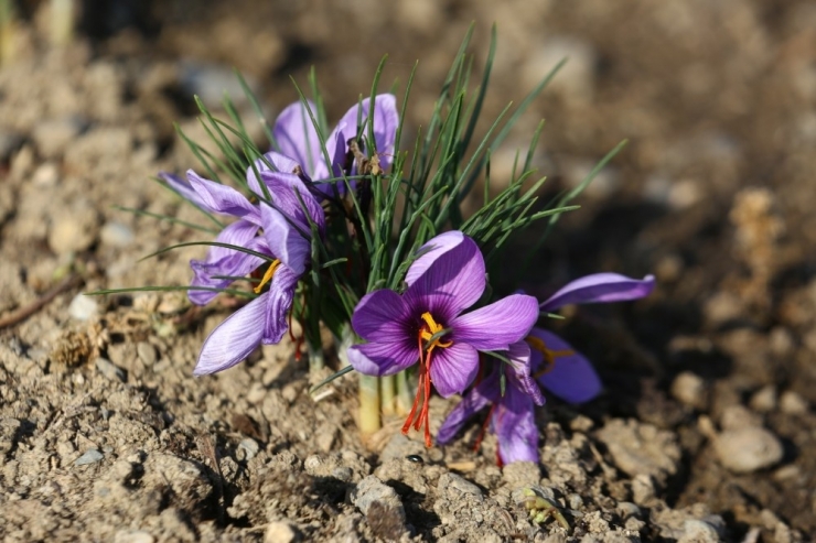 Kent Bostanları’nda Safran Yetiştiriliyor