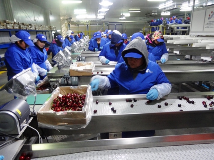 Kiraz Ve Üzüm Uzakdoğu Ülkelerine Hava Kargoyla Ulaşacak