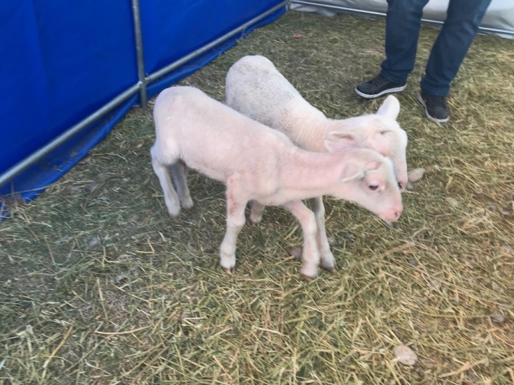 Tokat Tarım Fuarı’nın Kar Getiren Ürünleri