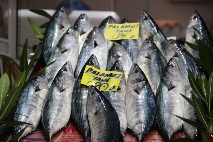 Palamut Zam Şampiyonu