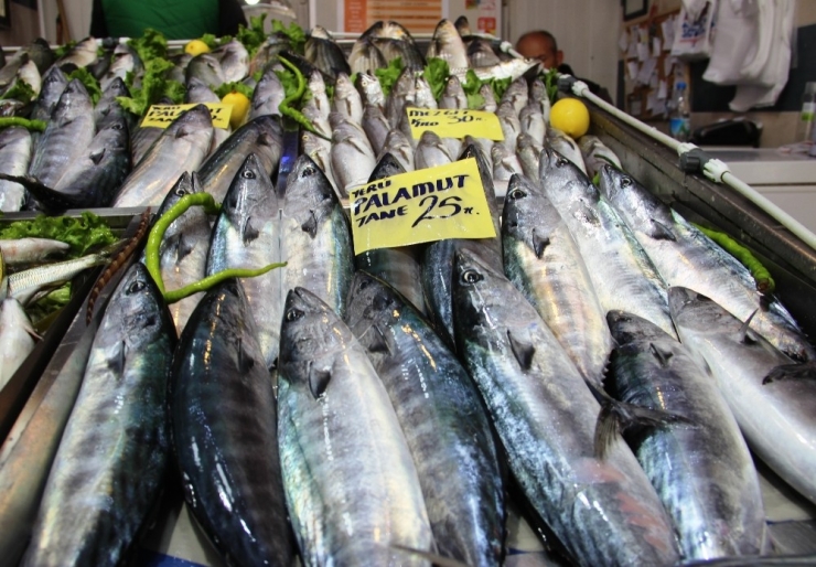 Palamut Zam Şampiyonu