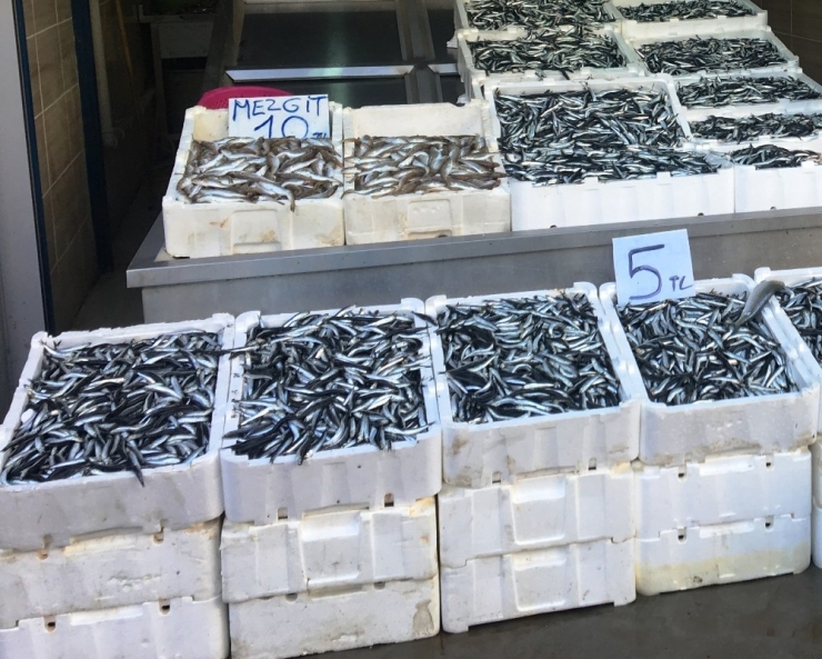 Hamsinin Kilosu 5 Tl’ye İndi