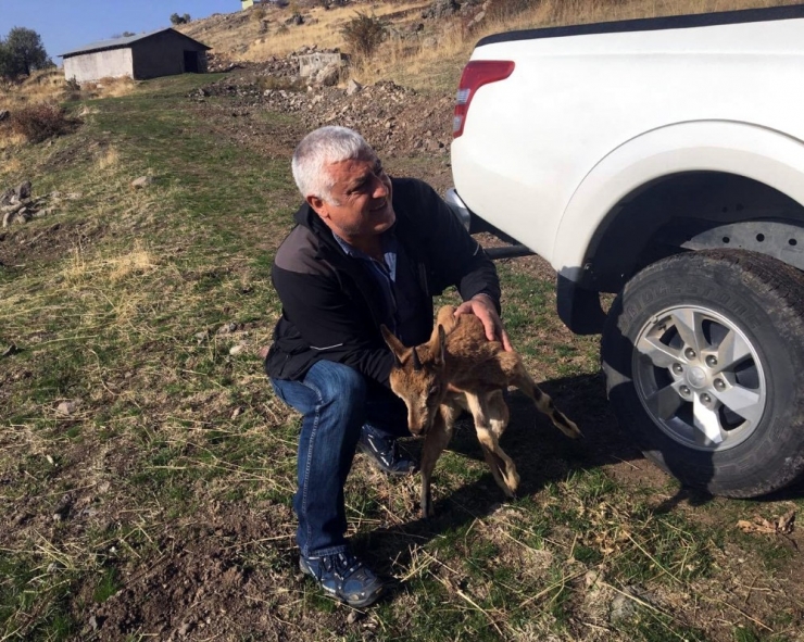 Yavru Dağ Keçisi, Doğal Ortamına Bırakıldı
