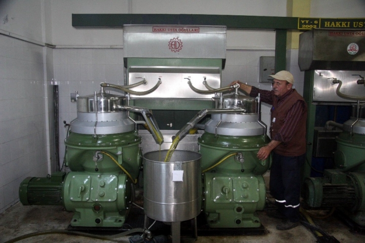 Zeytin Dalından Sofraya Yolculuk