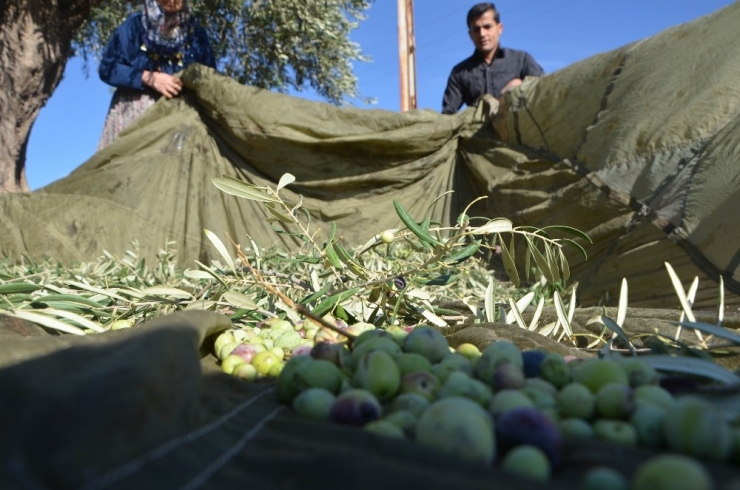 Zeytin Dalından Sofraya Yolculuk