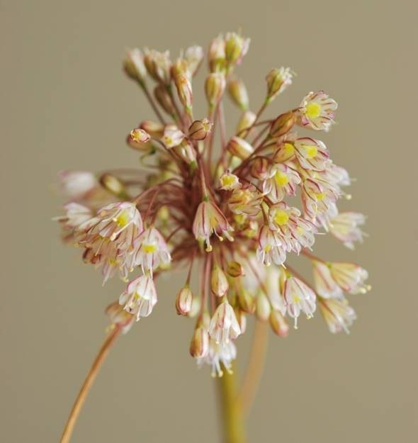 İstanbul’da Yeni Bir Endemik Bitki Türü Keşfedildi