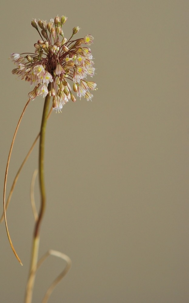 İstanbul’da Yeni Bir Endemik Bitki Türü Keşfedildi