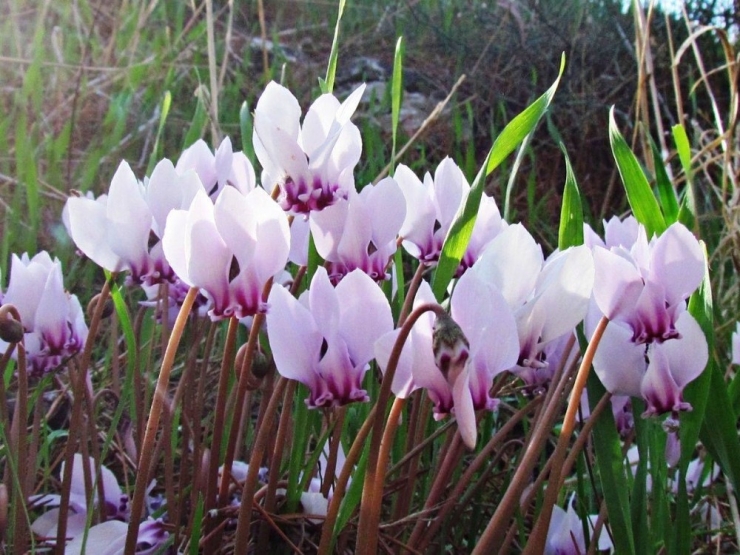 Kuşadası Sonbaharda Açan Çiçekleri İle Ayrı Bir Güzel
