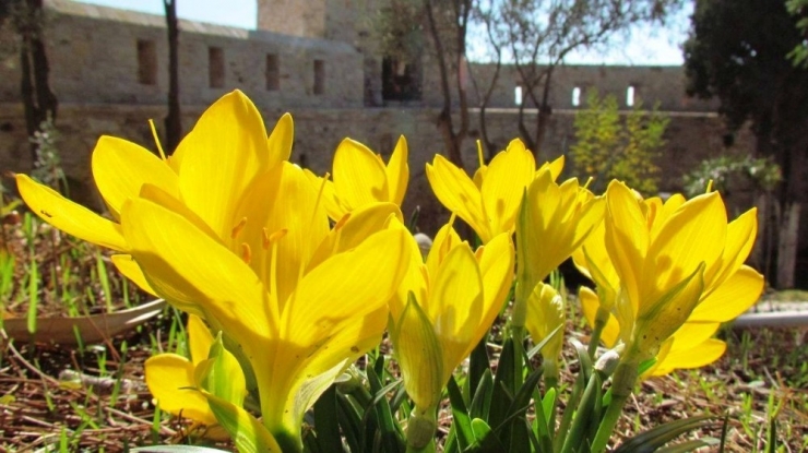 Kuşadası Sonbaharda Açan Çiçekleri İle Ayrı Bir Güzel