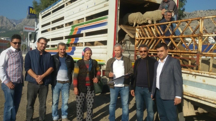 Antalya’da Genç Üreticilere Bin 260 Dişi Koyun Teslim Edildi