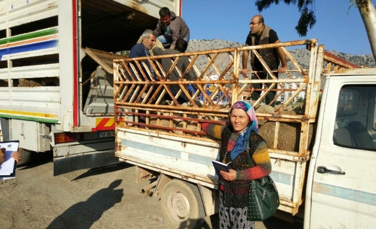 Antalya’da Genç Üreticilere Bin 260 Dişi Koyun Teslim Edildi