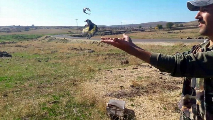 Avcılar, Suriyelilerin Yakaladığı Saka Kuşunu Doğaya Bıraktı