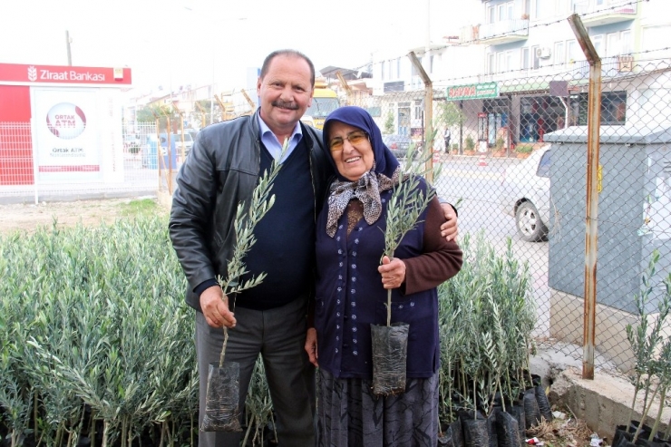 Fethiye’de Üreticilere Zeytin Fidanı Desteği