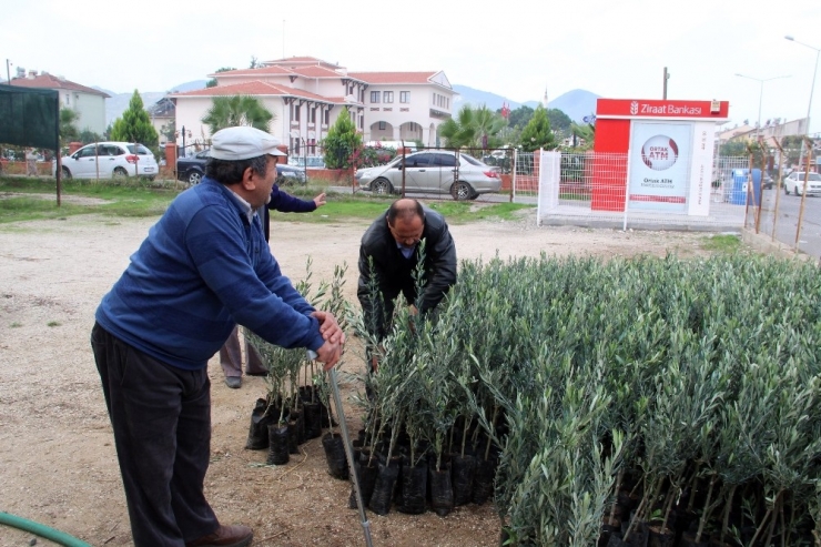 Fethiye’de Üreticilere Zeytin Fidanı Desteği