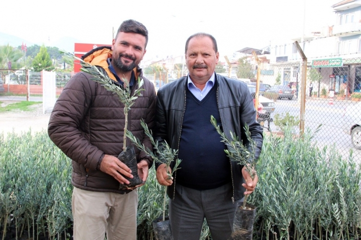 Fethiye’de Üreticilere Zeytin Fidanı Desteği