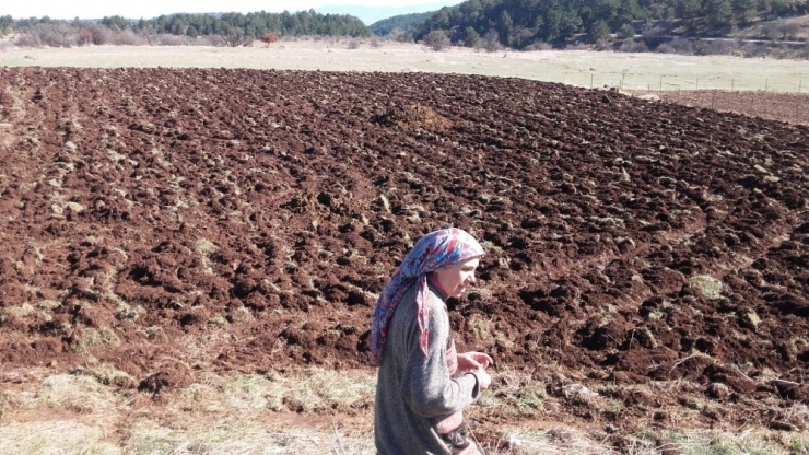 Karabük’te Lavanta Denemesi