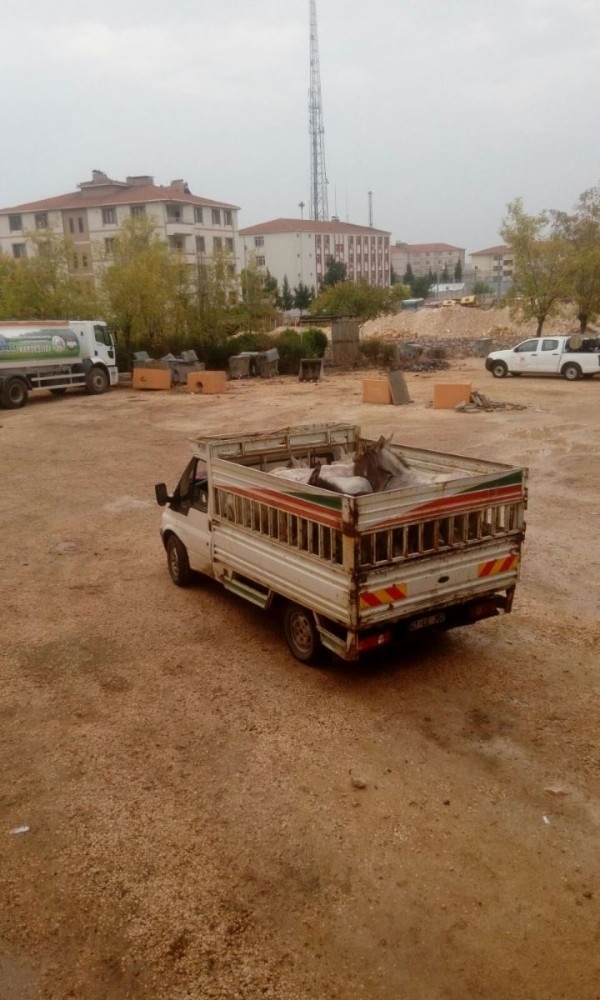 Dargeçit’te Başı Boş Hayvanlar Sokaklardan Toplandı