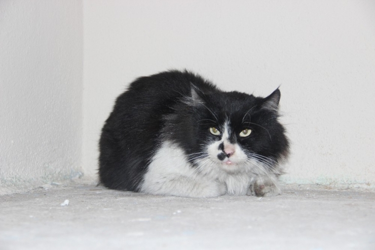 İplik Kediyi Ayağından Etti