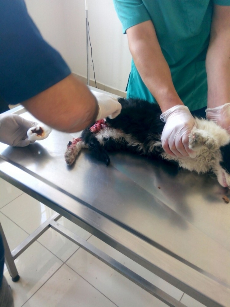 İplik Kediyi Ayağından Etti