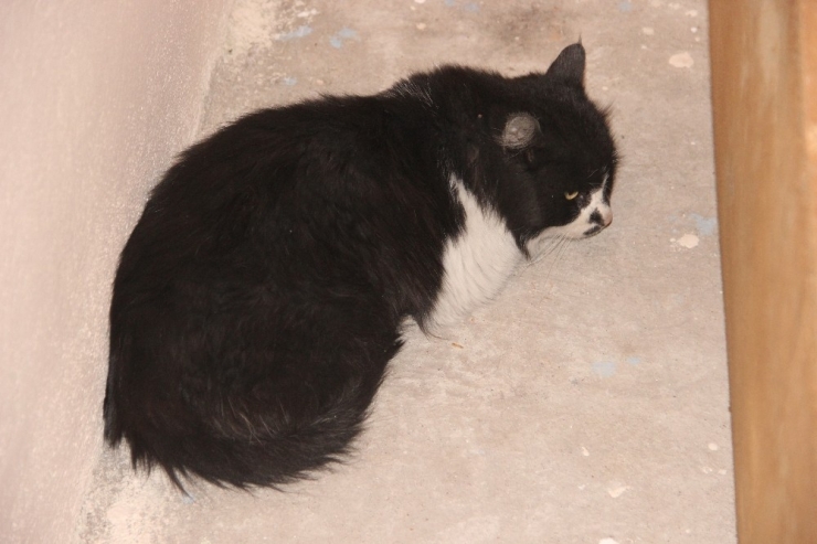 İplik Kediyi Ayağından Etti