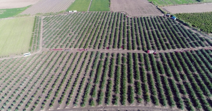 Adana’dan Çin Ve Japonya’ya Narenciye İhracatı