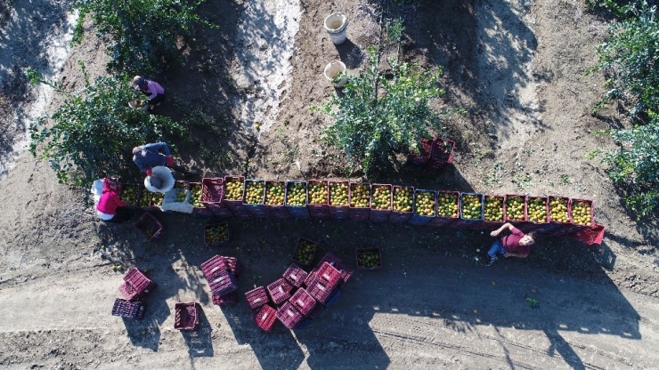 Adana’dan Çin Ve Japonya’ya Narenciye İhracatı