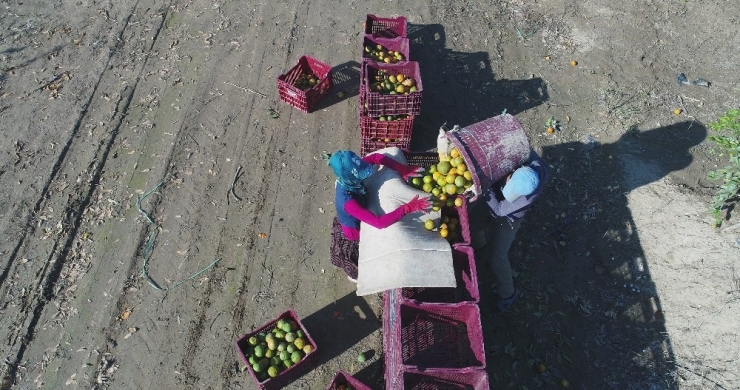 Adana’dan Çin Ve Japonya’ya Narenciye İhracatı