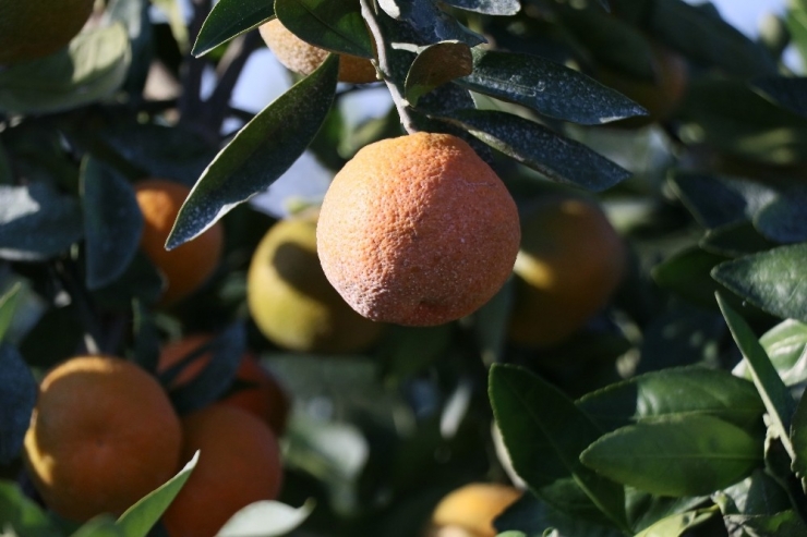 Adana’dan Çin Ve Japonya’ya Narenciye İhracatı