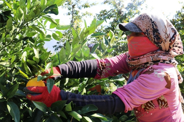 Portakalda Erken Hasat Bereketi