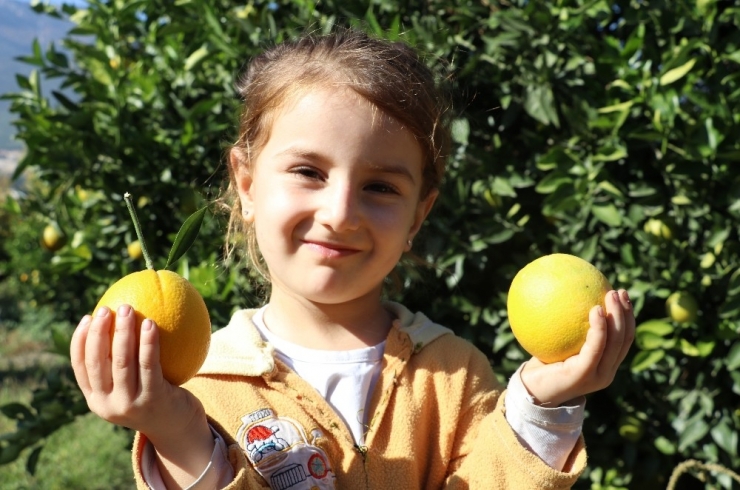 Portakalda Erken Hasat Bereketi