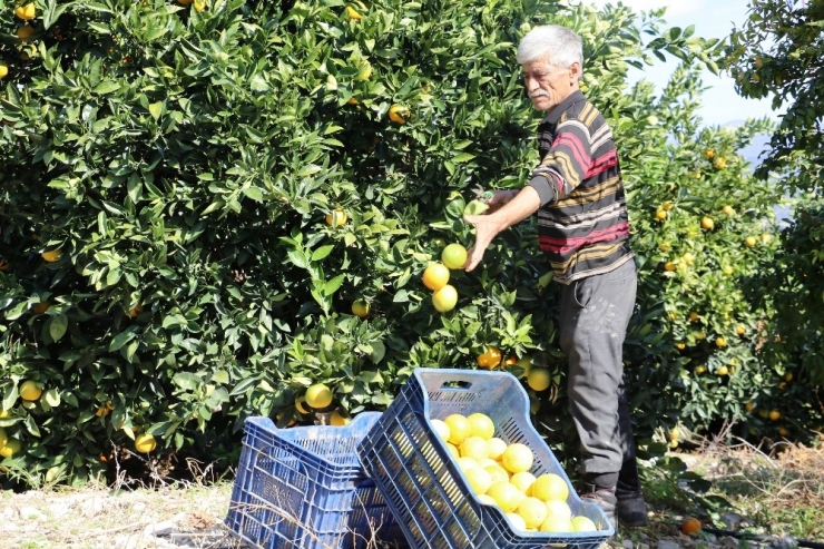 Portakalda Erken Hasat Bereketi