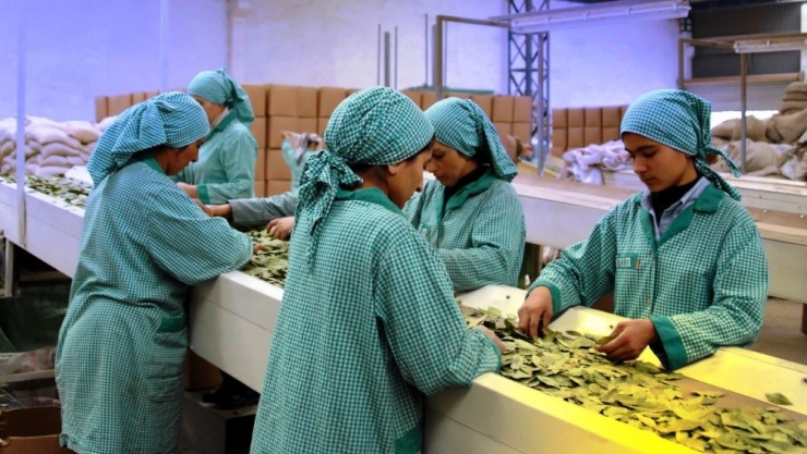 Doğanın Armağanı 128 Milyon Dolarlık İhracat