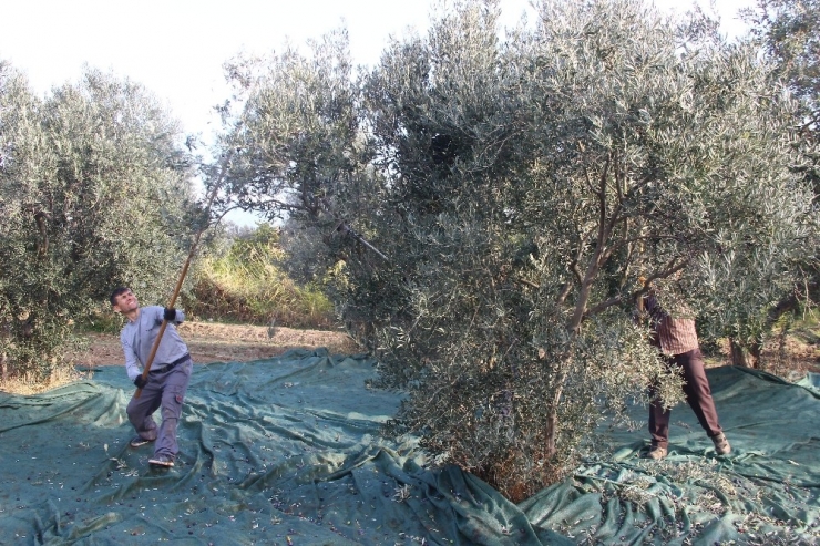 Zeytinin Taneden Yağa Uzanan Yolculuğu