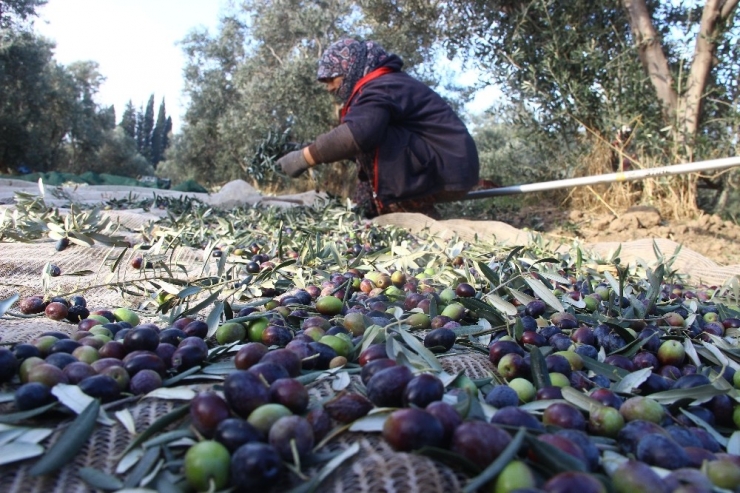 Zeytinin Taneden Yağa Uzanan Yolculuğu