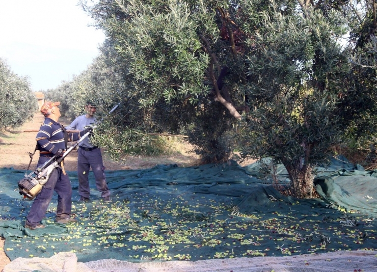 Zeytinin Taneden Yağa Uzanan Yolculuğu