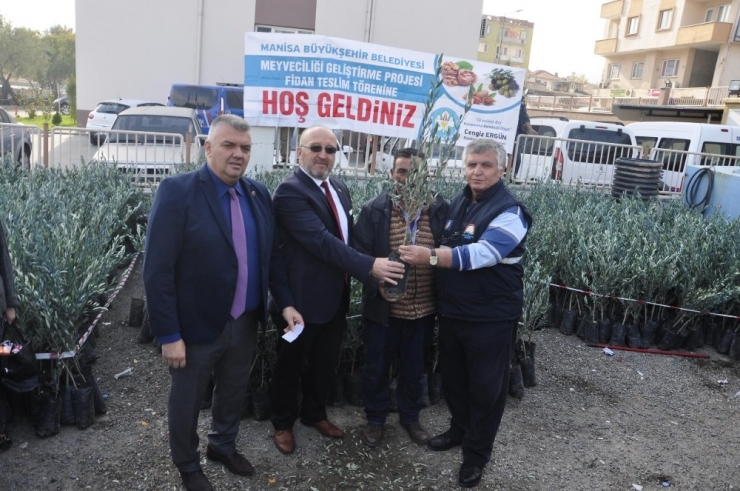 Kırkağaç’ta Üreticiye 7 Bin 170 Zeytin Fidanı