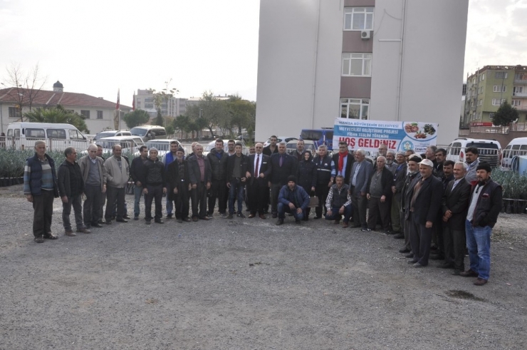 Kırkağaç’ta Üreticiye 7 Bin 170 Zeytin Fidanı