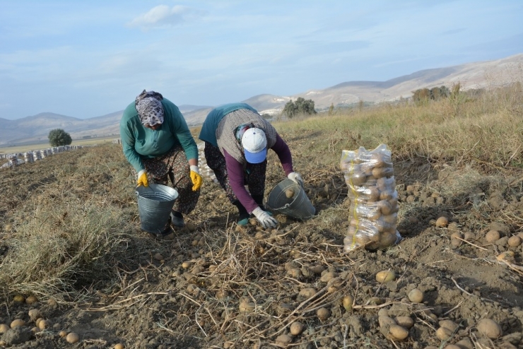 Patates Hasadı Sona Erdi
