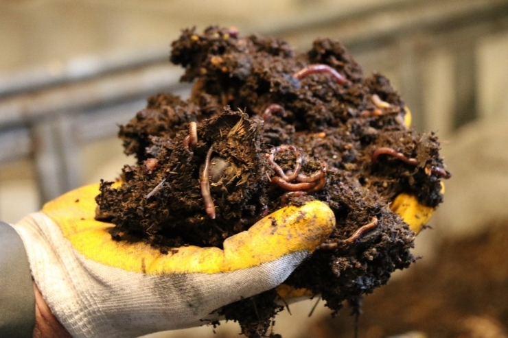 Hobi Olarak Başladığı Solucan Gübresi İşi Geçim Kaynağı Oldu