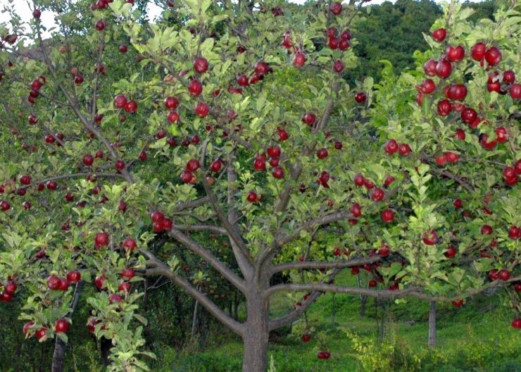 İçi Dışı Kırmızı Posof Elmasına Coğrafi İşaret Tescili