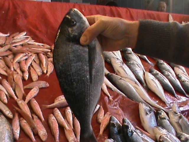 Aydın’da Balık Bolluğu