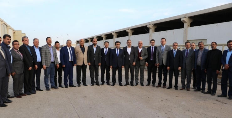 Diyarbakır’da Hayvancılıkta 15 Yılda Yüzde 72’lik Artış