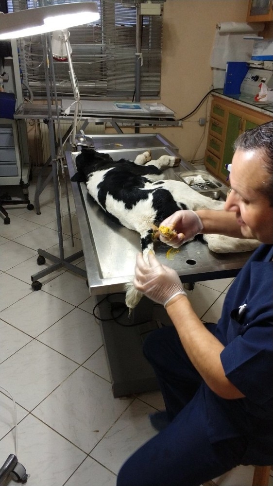 Sakarya’da Buzağıya Ameliyat İle Yapay Makat Yapıldı