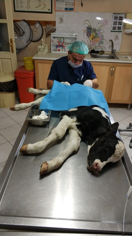 Sakarya’da Buzağıya Ameliyat İle Yapay Makat Yapıldı