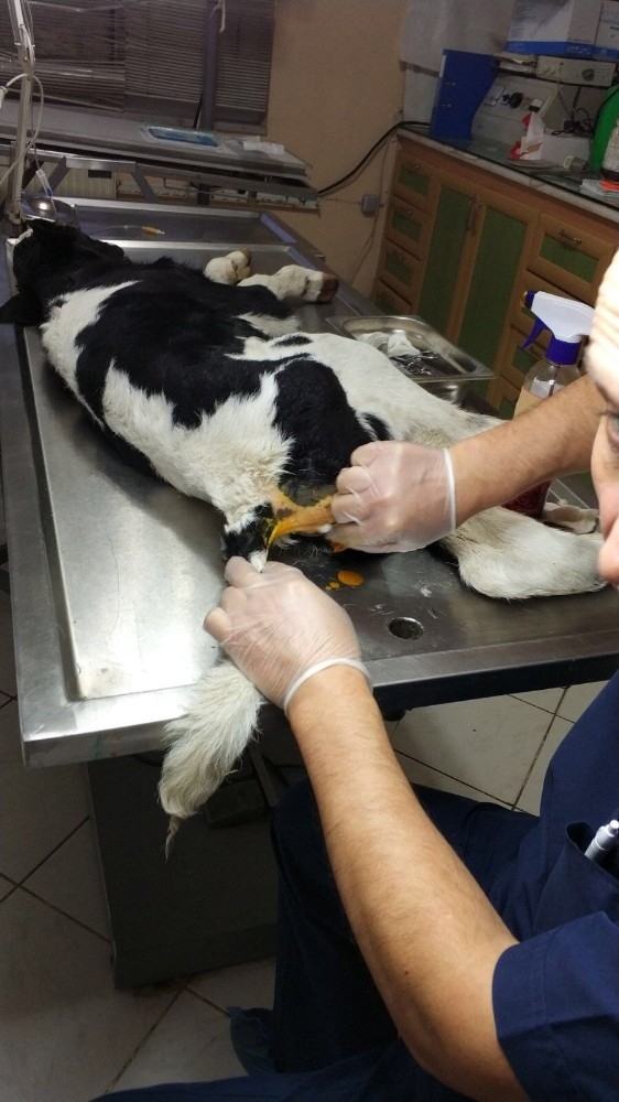 Sakarya’da Buzağıya Ameliyat İle Yapay Makat Yapıldı