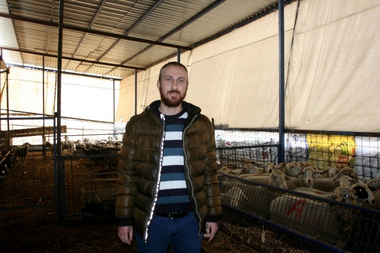 Eski Hükümlüler Koyun Besleyecek